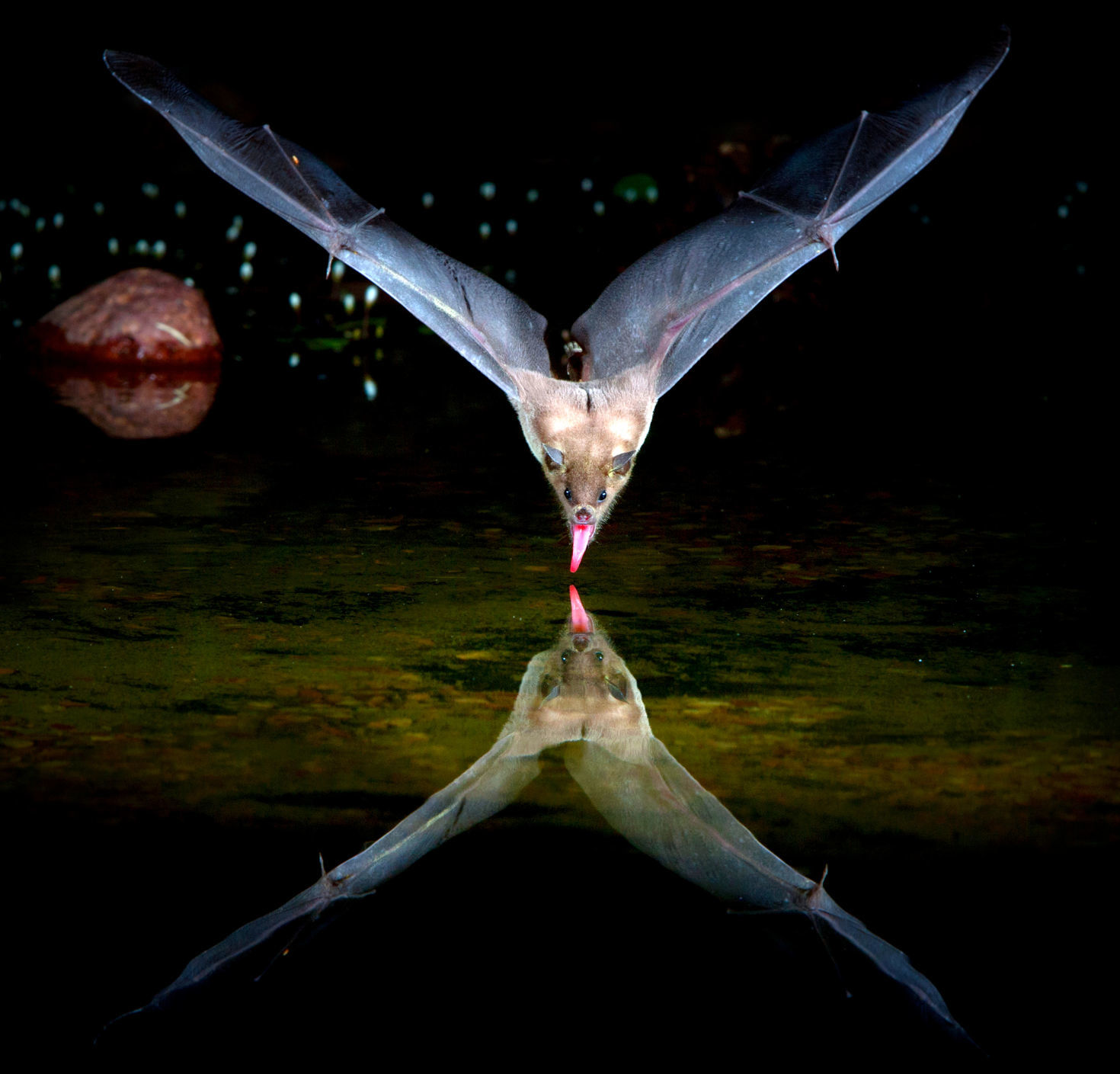 Bat Night at Oracle State Park